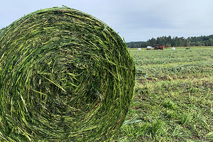 Forage_CCAP_VI05_WEB